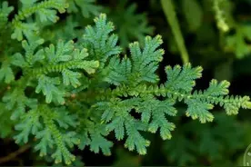 翠云草是一种什么样的植物？图片