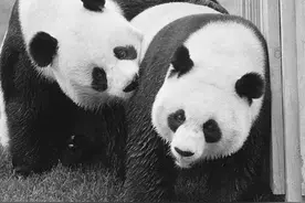 排队3小时，观看10秒钟：“国礼”大熊猫的海外生活图片