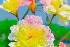 花开相惜，花落莫弃！只愿，走过了岁月沧桑，还能不离不弃图片