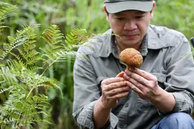 95后老家种平菇3个大棚半年赚20万，菌菜轮作一茬顶一年，想学吗图片