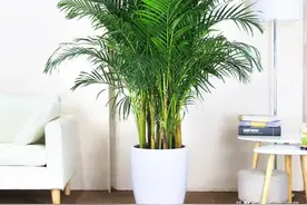 管不住手试试这5种花，喜水皮实爱爆盆，一天一瓢水，油绿不黄叶图片