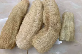 丝瓜老了怎么办？千万别扔掉了，它有4大厉害妙用，很多人不知道图片