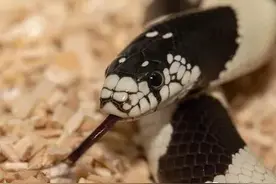 蛇村传说图片
