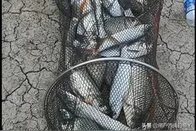 最好用的钓鱼窝料——菜籽饼做窝方法图片
