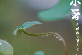 小暑将至，这4种“水中宝”记得要吃，清凉解暑，顺利入伏图片
