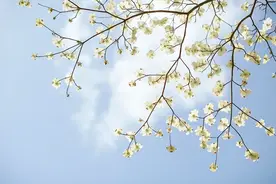 情人，是命中注定的缘图片