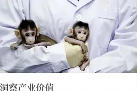 一只卖42万，猴子为何成了国家战略资源？图片