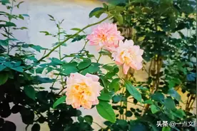 再婚女人的尴尬处境，走出上一段孽缘，不能走出新的魔咒图片