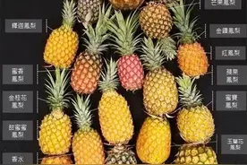 金钻凤梨，牛奶凤梨，香水凤梨，芒果凤梨...别傻傻分不清楚了图片