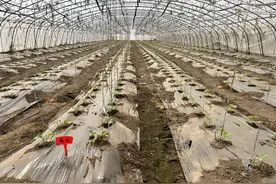 节气探农事|谷雨节气春大棚厚皮甜瓜栽培技术要点图片