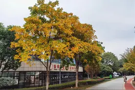 无患子图片