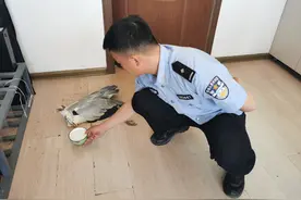 国家二级保护动物苍鹭躺卧居民家耕地图片