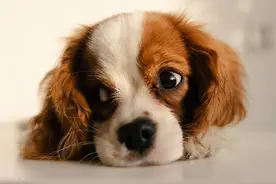 Dog是“狗”，eat是“吃”，Dog-eat-dog是什么意思？图片
