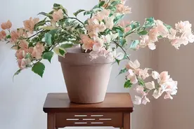 盘点9款网红三角梅，看看哪个最让你心动？图片