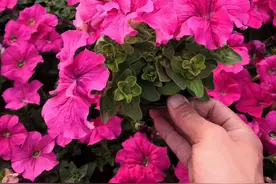 5种“短命花”，开花后难养，继续养是浪费时间，直接扔掉更好图片