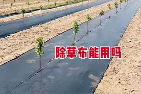 除草不用除草剂，一块布就能解决？“除草布”有这么神奇吗？图片