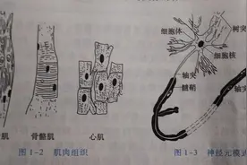 人体的基本结构图片