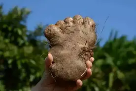 四川的抢手蔬菜，外地人看懵了...图片