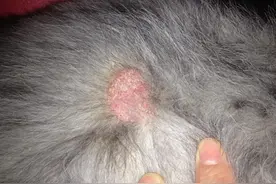 狗狗6种常见皮肤病，教你快速辨识，轻松应对皮肤病图片