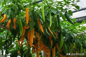 种植辣椒、西红柿等茄果蔬菜，重点做好四防，能多摘好几茬图片