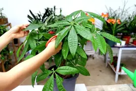 发财树黄叶枯萎不用愁，我来告诉你发财树的养护方法和注意事项图片
