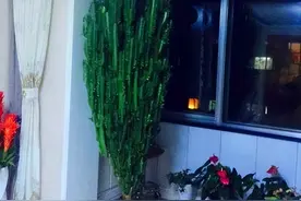 这“3种”植物哪怕再贵也要养，在家“养1盆”，身体越来越强壮图片
