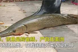 80公分长嘴尖牙！河南怪鱼终于被锁定 专业人员将下洞捉拿图片
