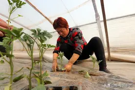 四种生根剂不用买，不花钱一分钟就制作好，种菜养花比买的强图片