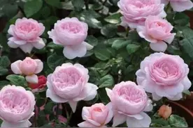 月季花苞打不开，绕不开这几点原因，根据文章对症解决即可图片