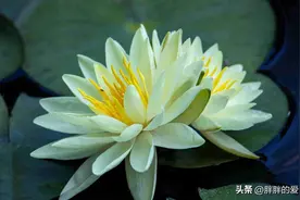做人，人品为先，才能为次；做事，明理为先，勤奋为次图片
