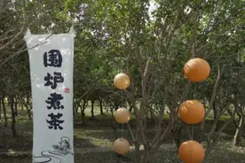 嘉定500亩桂花全面进入盛花期！错过等一年~图片