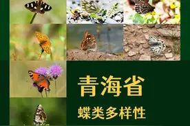 国际生物多样性日 | 高原谱写“蝶恋花”图片