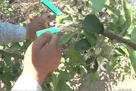 苹果树夏季修剪：花后环切要抓紧，技术要点要牢记图片