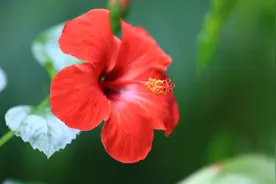 诗词·百花集：天上扶桑树合枯，火云四起抱阳乌图片