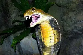 山里的毒物，如果不小心在山里遇到，要想办法自救图片