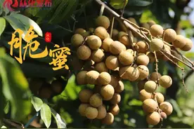 世界上第一个龙眼与荔枝杂交的“脆蜜”新品种在从化诞生了！图片