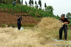 油菜籽为什么不用机械收割？农民列举了三大原因，每个都很实际图片