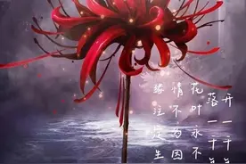 彼岸花花彼岸图片