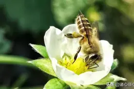 荀子的后代荀彧，官渡之战的重要谋士～蒙学对联中的名人故事图片