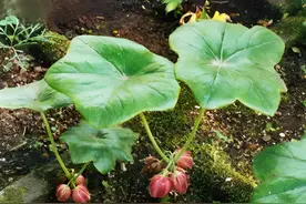 4种珍贵野草，被誉为“神农四宝”，如今见1次少1次，是珍贵货！图片