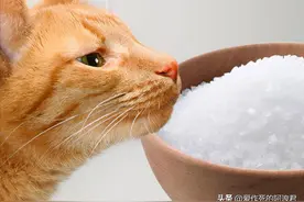 为什么人类要吃盐，动物却不用？图片