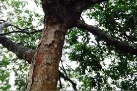 黄花梨木10000多元一斤，是名贵木材，农村人为什么不去栽种？图片