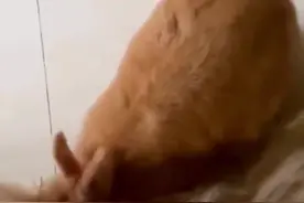 兔子：我缺点毛；狗子：你缺点德图片