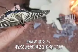 湖南张家界：女子遇蝴蝶驻足手上直到烧完纸后飞走，当场泪奔图片
