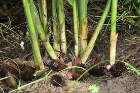 种一次可以吃好几年，随时可采挖，这3种算蔬菜还是野菜？图片