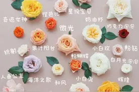 太美啦！100种月季图鉴（多张美图），你要收藏！图片