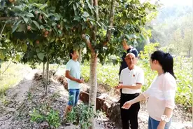 长汀退役军人张东达：退伍不褪色 推动半枫荷产业发展图片