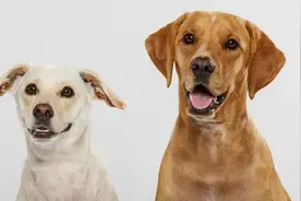 主人怀孕，狗狗先知 ？ 专家：狗狗比验孕棒还灵图片