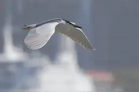 我是一只小小小小鸟图片