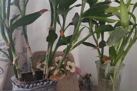 夏日瑜伽让我大汗淋漓也让我充满能量图片